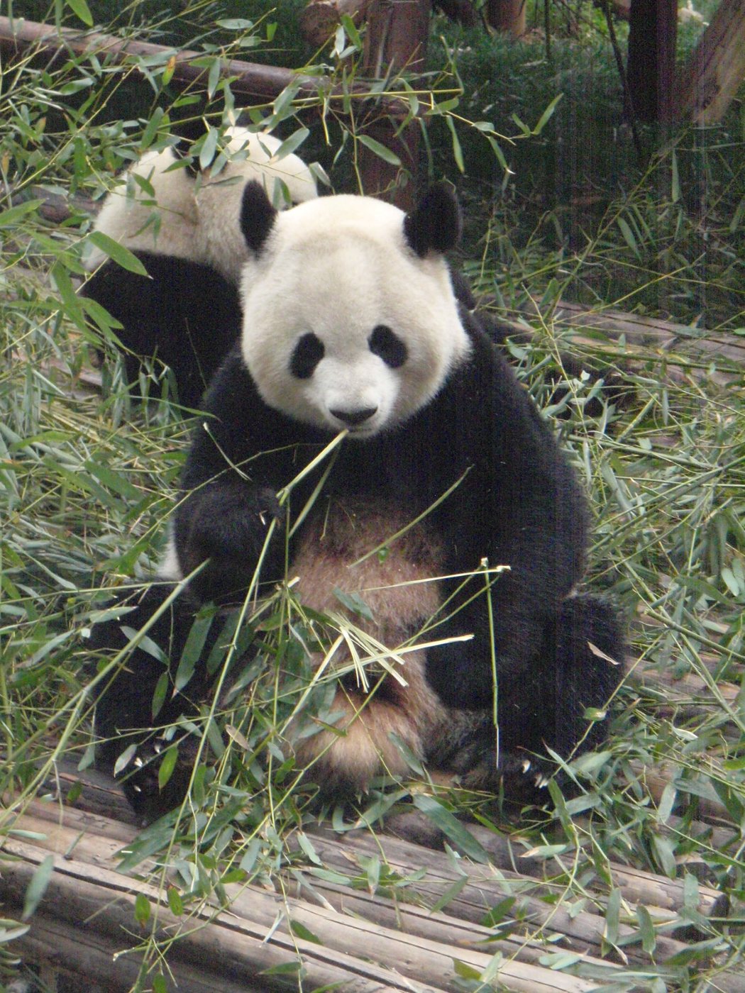 A giant panda sitting among bamboo, eating leaves, with a second panda behind it