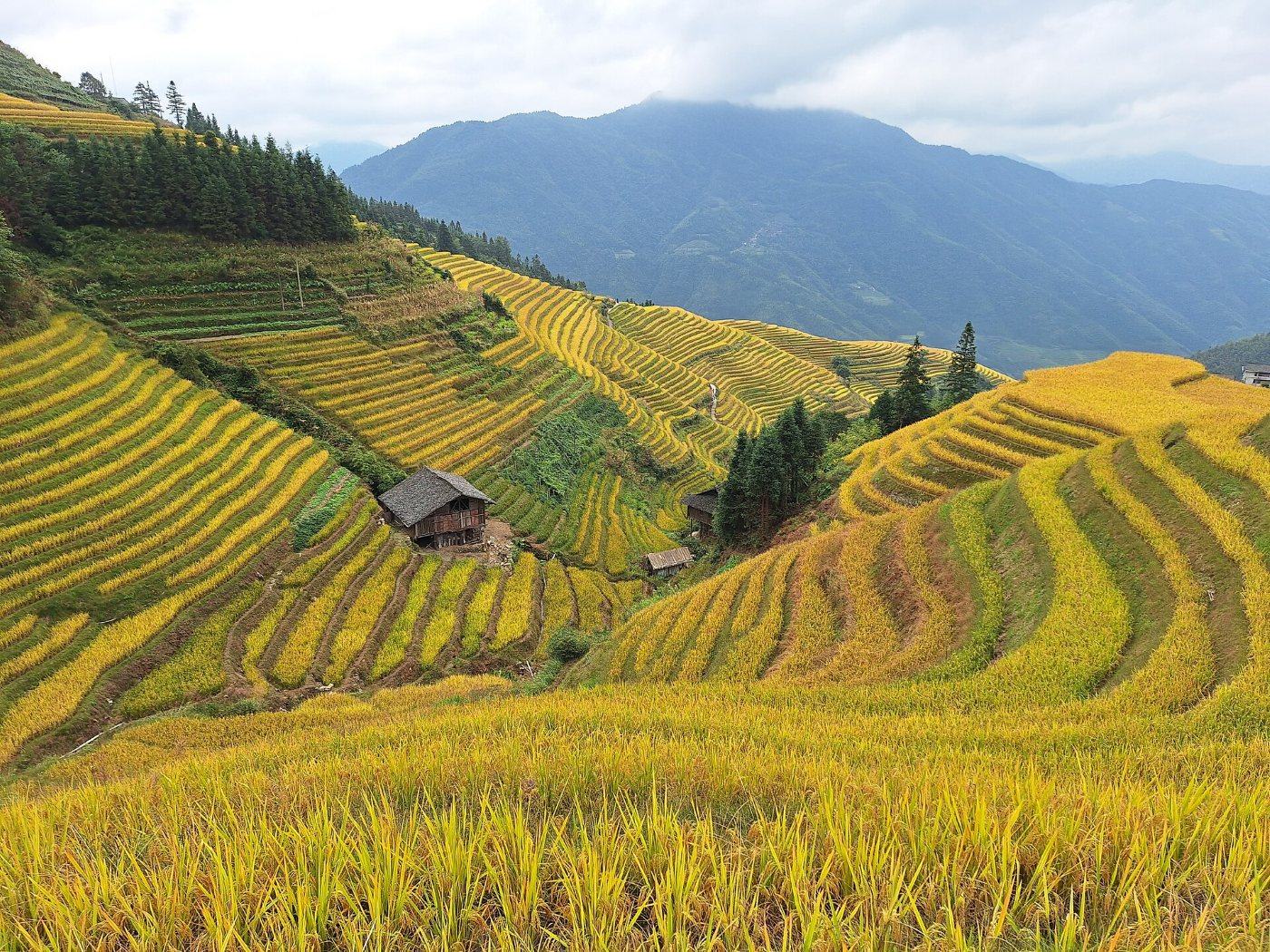 The Longji rice terraces in autumn: golden and green terraces on mountainsides, a mountain range under clouds behind