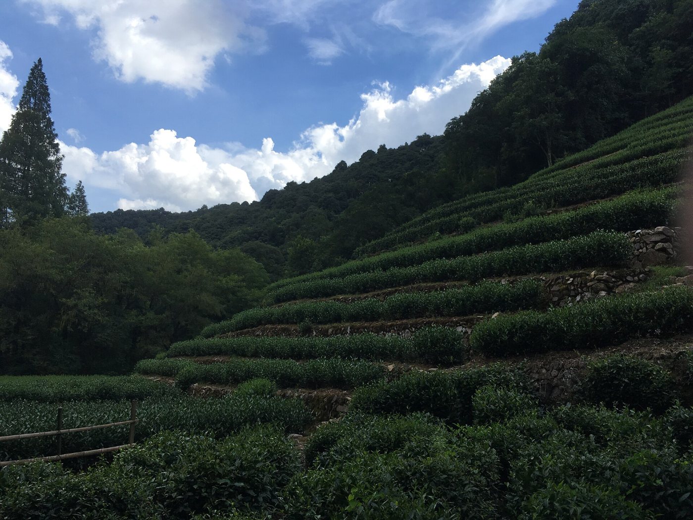 Terraces with rows of tea bushes on a hillside in Longjing near Hangzhou, with forest and blue sky above