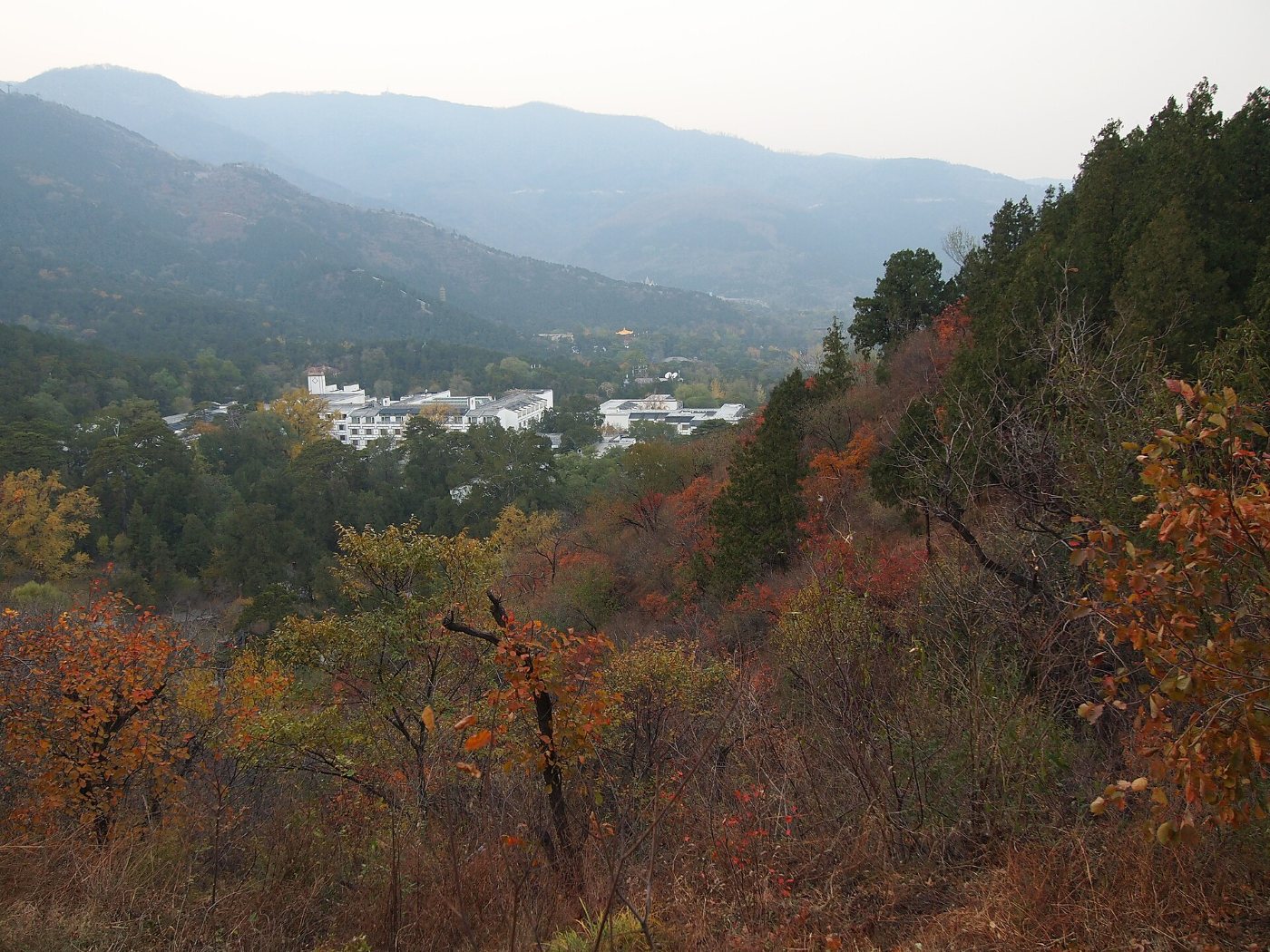 A hillside covered in red and orange trees, with buildings below and mountains in the distance