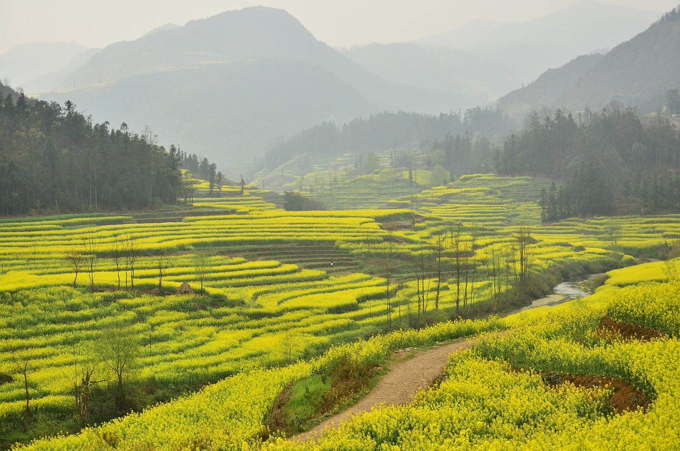 Terraces of yellow flowering rapeseed in the Luoping valley, with misty mountains behind