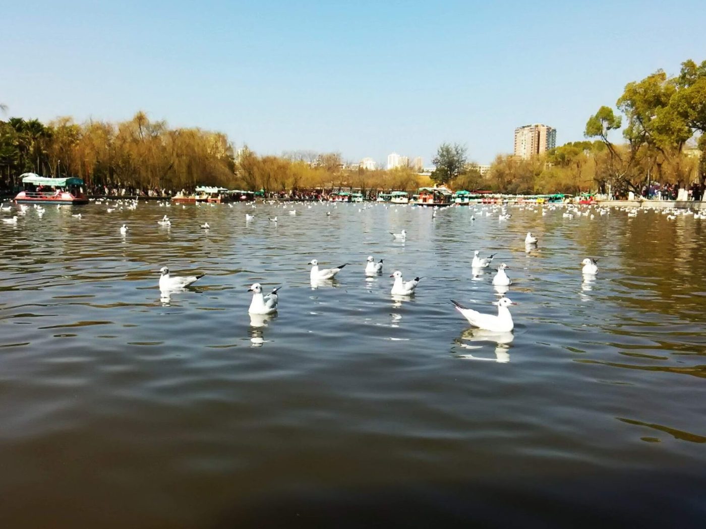 Mewy śmieszki na jeziorze w parku Cuihu w Kunmingu, na brzegu wierzby i ludzie na promenadzie